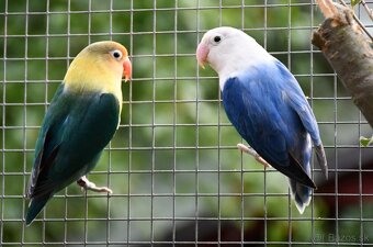 Agapornisy fischeri - 3