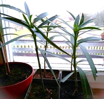 Oleandre-Mladé rastliny - 3