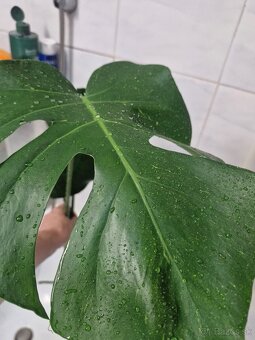 Monstera adans albo - 3