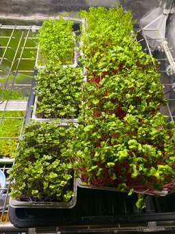 Microgreens TRNAVA a okolie , DOPRAVA ZDARMA - 3