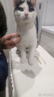 Darujem 4,5 mesačného kocúrika - 3