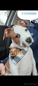 Pes na krytie s PP Americký stafordšírsky teriér - 3