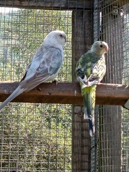 Papagáj spevavý - 3