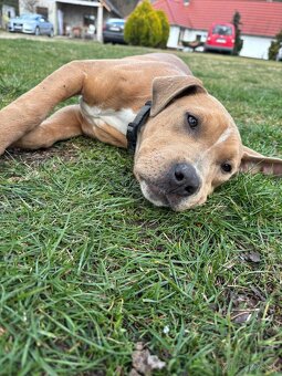 Americký stafordsirsky terier, Stafford, amstaf - 3