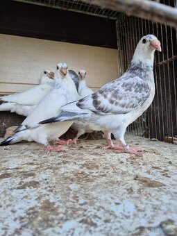 Predám mlade staropolske holuby 8€ ks 0904 164 456 - 3