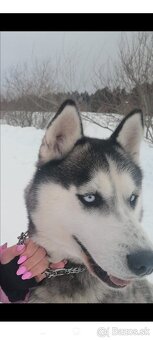 Sibírsky husky - 3