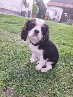 Cavalier king charles spaniel - 3