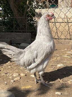 Kohúty Araucana levandulova - 3