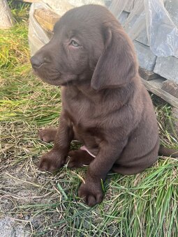 labrador šteniatka - 3