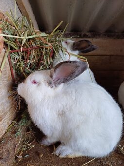 KALIFORNSKE KRALIKY - 3