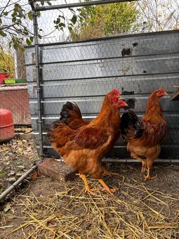 Predám kohútov Hempšír - 3