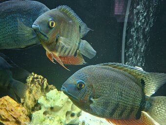 Predam 2pary Herosov - 3