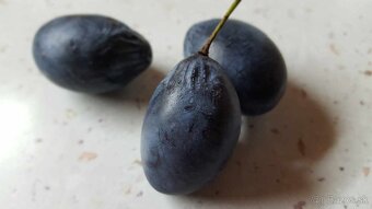 TRADIČNÝ SLIVKOVÝ LEKVÁR 100% Z BYSTRICKÝCH SLIVIEK - 3