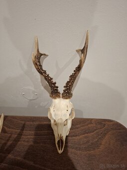 Srnec, parožie, trofeje - 3