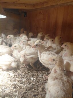 Brojlere ross 308 - 3