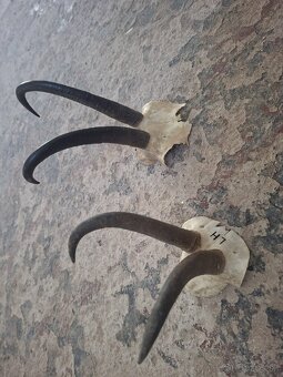 trofej,trofeje, dekorácie - 3