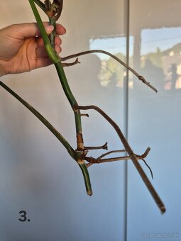 Monstera Albo Variegata 🪴 - 3