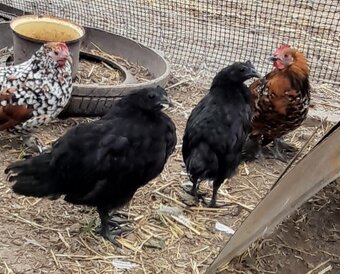 Predam ayam cemani - 3
