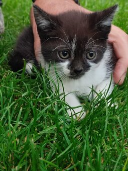 Darujem mačiatka - 3