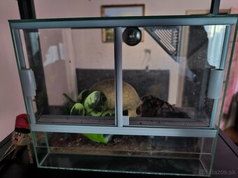 Pavuky + terarium - 3