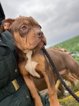 American Bully XL - 3