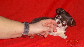 čivava krátkosrstá - 3