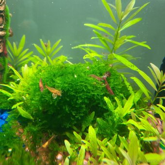 Krevetky červené- Red cherry - 3