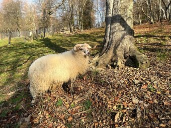 Valaška původní - chovný beran - 3