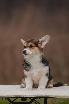 Welsh Corgi Pembroke - 3