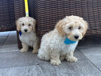 Maltipoo - šteniatko (chlapec) - 3