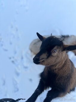 holandské mini kozy - 3
