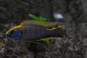 Sciaenochromis Ahli Gold - 3