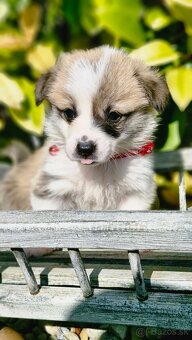 Welsh Corgi Pembroke s rodokmeňom pôvodu - 3