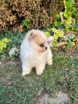 Špic - pomeranian - 3