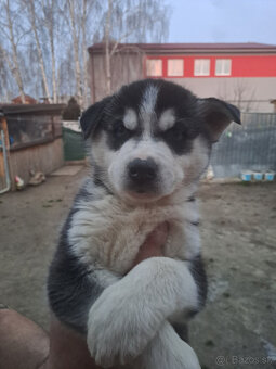sibírsky husky šteniatka - 3
