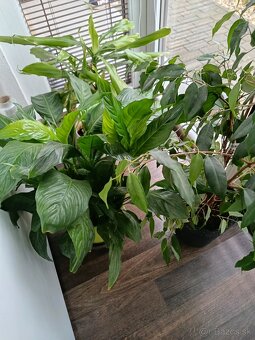 Kvety v kvetináči - 3