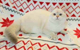 Britské mačiatka❤️extra kvalita-Igor - 3