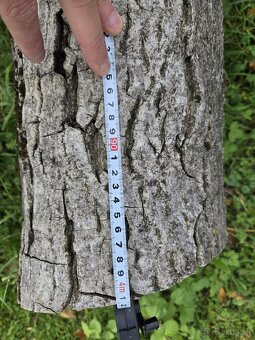 Kmeň orecha na predaj - 3