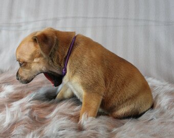 Stafordšírský bulteriér - pes s PP - 3