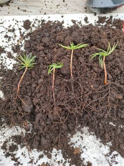 Vianočný stromček - céder sibírsky - 3