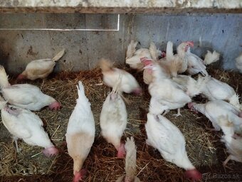 Sliepky Leghorn - 3