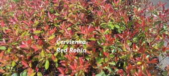 Vavrinovec, TUJA SMARAGD - 3