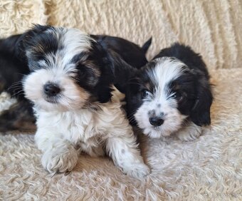 Yorkšhir,york,yorkšhirsky terier ,biewer - 3