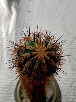 Kaktus Echinopsis cv.Haku-jo Maru - 3