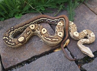 Boa imperator - Ghost het VPI, VPI Jungle het Anery - 3
