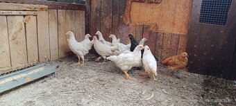 Nosnice mladky výpredaj lacno - 3