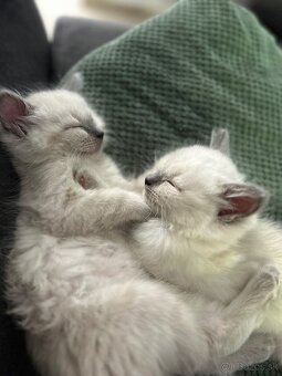 Ragdoll - 3