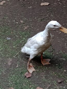 Indický bezec . Samec Káčer - 3