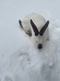 Ponúkam samicu hyla - 3