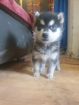 Štenata Husky - 3